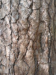 old cracked pine bark, old tree, trunk