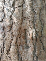 old cracked pine bark, old tree, trunk