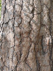 old cracked pine bark, old tree, trunk