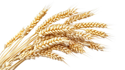 Ears of wheat arranged in a bunch, showcasing their golden color and texture, perfect for harvest celebrations or agricultural themes.