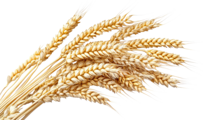 Ears of wheat arranged in a bunch, showcasing their golden color and texture, perfect for harvest celebrations or agricultural themes.