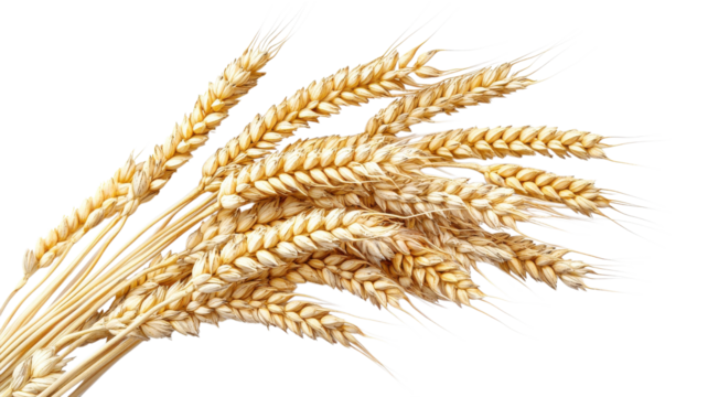 Ears of wheat arranged in a bunch, showcasing their golden color and texture, perfect for harvest celebrations or agricultural themes.