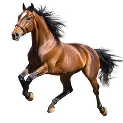 Obraz premium Strong horse running freely in a natural pose with flowing mane under bright light.