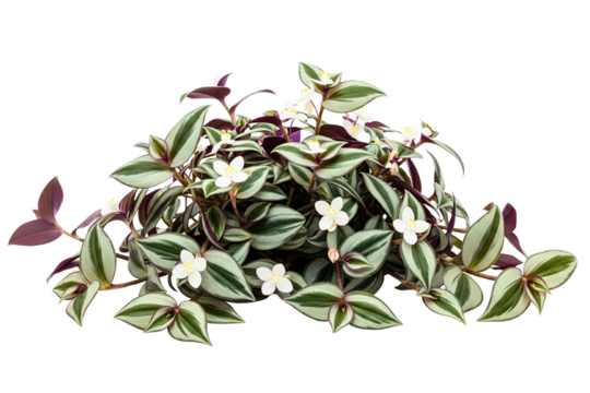 Tradescantia houseplant with striped leaves and white flowers on isolated background