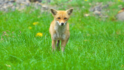 子供のキタキツネ（Ezo Red Fox）