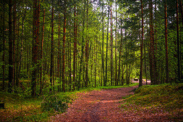 Sunlit Forest Path Through Green Woods