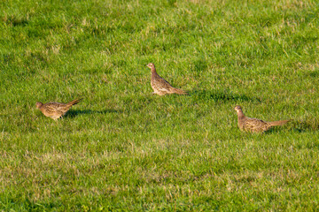 3 weibliche Jagdfasane in der Abendsonne