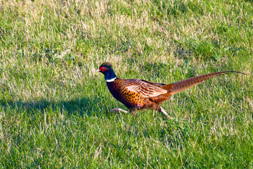Männlicher Jagdfasan rennt über eine Wiese in der Abendsonne