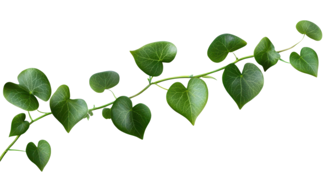 Heart-shaped leaves from a climbing plant displayed against a white background for natural beauty and greenery. - Powered by Adobe