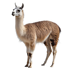 Naklejka premium Lively llama stands proudly in a snowy field during sunny winter afternoon.