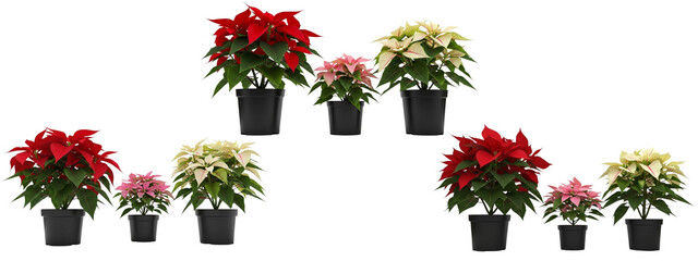 Poinsettia plants in black pots, arranged in groups. The plants have red, white and pink bracts.