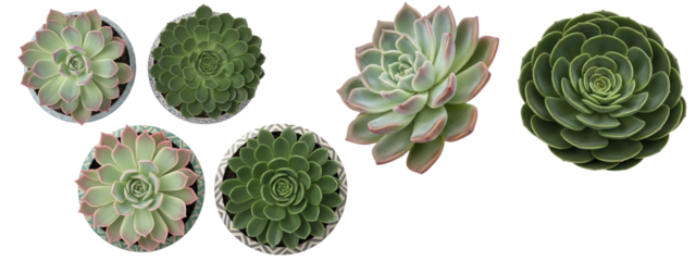 A collection of succulent plants. The succulents vary in shape and color, showcasing their textures.