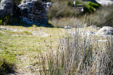 A vibrant, decorative grass with delicate, wispy blades adding a touch of charm and texture to the landscape