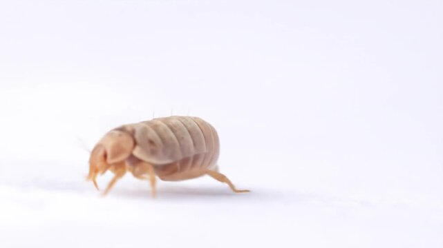 Woodlouse on white.