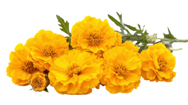 Vibrant yellow marigold flowers arranged beautifully on a white background showcasing their full bloom and rich color.