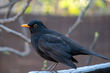 Bird perched on a branch with a bright orange beak and striking black feathers in a sunlit garden setting