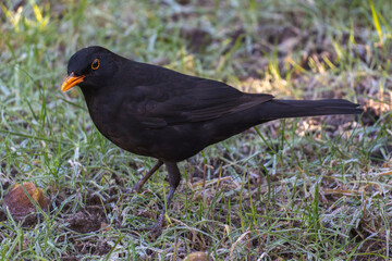 Blackbird foraging on green grass in a frost-covered garden during a sunny morning