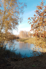 An autumn landscape by the lake: birches and red rowan berries, a bright blue sky. A view of the other shore of the lake.
