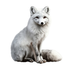 Obraz premium Arctic fox poses calmly with its thick white fur and alert posture, embodying the beauty of winter wildlife.