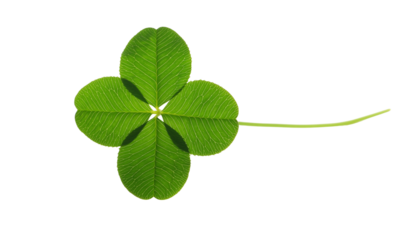 An isolated four-leaf clover, a fresh green plant symbolizing Irish luck and Patrick's holiday celebration.