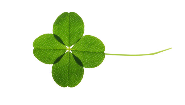 An isolated four-leaf clover, a fresh green plant symbolizing Irish luck and Patrick's holiday celebration.