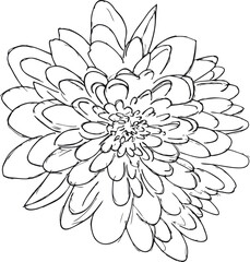 Hand drawn outline sketch of one chrysanthemum, top view.