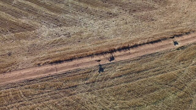 GALGOS CORRIENDO POR EL CAMPO