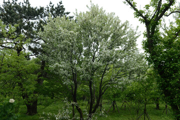 Fototapeta premium Malus sieboldii shown as a compact deciduous shrub with pink blossoms and small red fruits, often used ornamentally. Photographed in Korea.