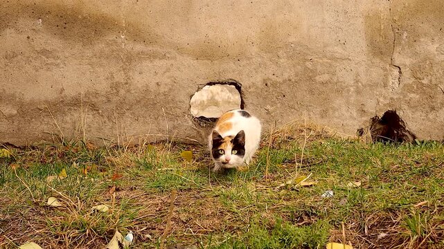 Cautious calico cat emerges from a hole in a parkyard wall, briefly alert before slipping back inside. Its rare tri-color pattern indicates a female cat due to a unique X-linked genetic trait.