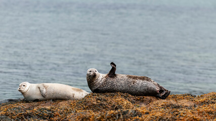 Fototapeta premium Seal waving in Iceland Fjords 