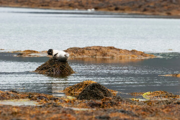 Fototapeta premium Seal sleeping
