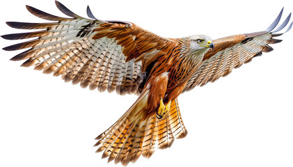 red kite hawk