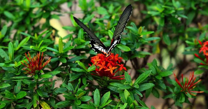 Large butterfly perches on vibrant red Ixora flowers amidst lush green foliage. Serene nature and tropical wildlife concept. Detailed close-up shot.