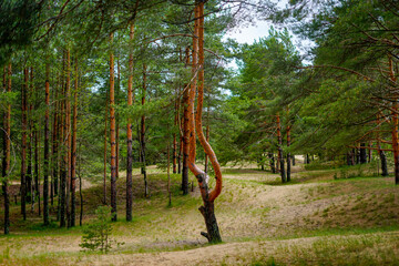 Curved Pine Trees in a Serene Sandy Forest Landscape