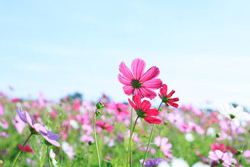 Close-up of vibrant pink Cosmos blossoms in a meadow, a symbol of pure love and freshness for Valentine's Day and spring concepts.