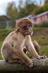 primates caring on lush grass, mother macaque nurturing her young amidst tranquil hillside greenery