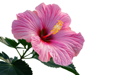 Bright pink hibiscus flower blooming against a clean white background in a warm climate setting.