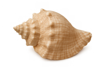 Seashell with a natural spiral pattern and unique texture. Isolated on a transparent background, ready for design