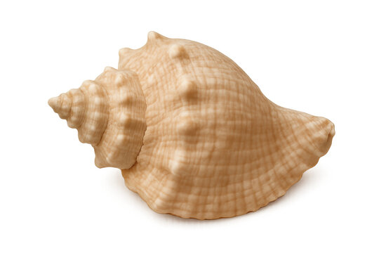 Seashell with a natural spiral pattern and unique texture. Isolated on a transparent background, ready for design