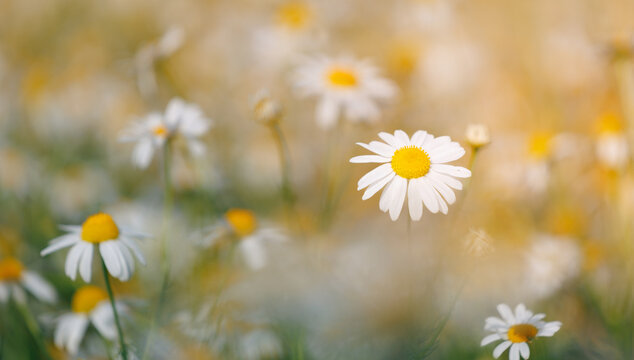 Blooming daisies in sunlit meadow banner