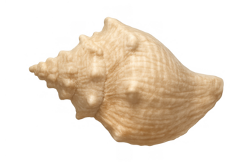 Beige spiked conch shell on transparent background showing spiral shape and textured surface