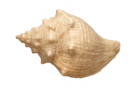 Beige spiked conch shell on transparent background showing spiral shape and textured surface