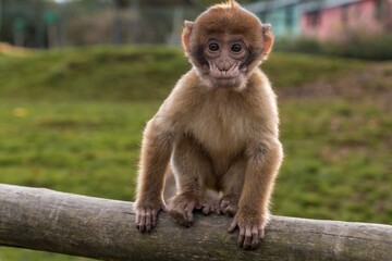 Naklejka premium serene monkey perched with thoughtful gaze, tranquil primate seated calmly amidst natural surroundings