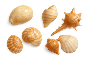 Seashell collection with various marine conch, clam, and mollusk shells providing a tropical seaside nature theme