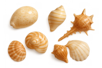 Seashell collection with various marine conch, clam, and mollusk shells providing a tropical seaside nature theme