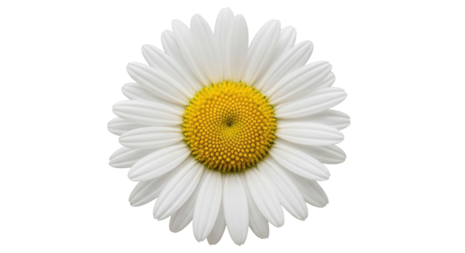 Isolated beautiful and elegant oxeye daisy flower blossom with many white petals against light