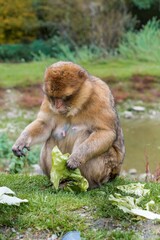 an attentive macaque diligently removes layers of cabbage amidst earthy surroundings for foraging