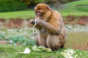 lively macaque exhibits bold posture while munching on cabbage leaves next to tranquil pond