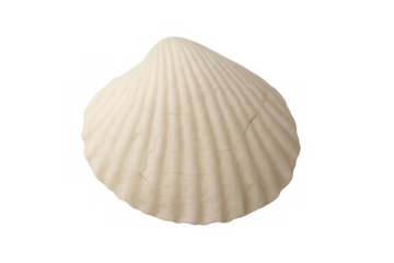 Scallop seashell on a transparent background, representing ocean life, summer holidays, and beach vacations