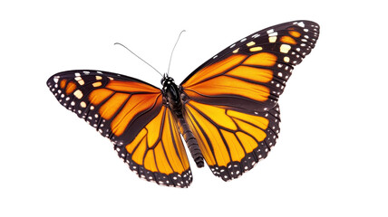 A monarch butterfly with bright orange and black wings hovers gracefully against a white background.
